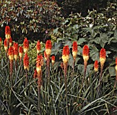 KNIPHOFIA UVARIA