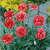 DIANTHUS x ALLWOODII DIANE