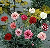 DIANTHUS x ALLWOODII, (MIX)