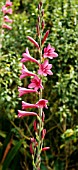 WATSONIA MERIANA