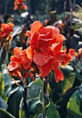 CANNA FIREBIRD