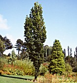 QUERCUS ROBUR FASTIGIATA