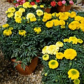 TAGETES PATULA PERFECTION (AFRICAN MARIGOLD)