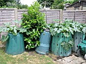 COMPOST BINS WITH COURGETTE PLANTS