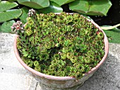 SEMPERVIVUMS IN CONTAINER