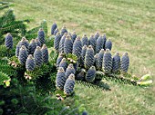 CONES ON CONIFER