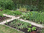 SMALL VEGETABLE GARDEN