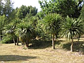 LARGE CORDYLINES  IN SUFFOLK GARDEN