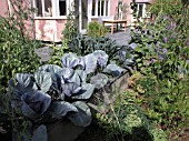 VEGETABLES IN FRONT GARDEN