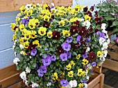 VIOLA BALCONITA MIX, (TRAILING PANSY BALCONITA MIX)