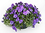 VIOLA BALCONITA PURPLE, (TRAILING PANSY BALCONITA PURPLE)