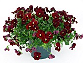 VIOLA BALCONITA BURGUNDY, (TRAILING PANSY BALCONITA BURGUNDY)