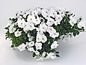 VIOLA BALCONITA WHITE, (TRAILING PANSY BALCONITA WHITE)