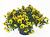 VIOLA BALCONITA YELLOW, (TRAILING PANSY BALCONITA YELLOW)