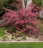 Danger Garden Dark And Handsome For Foliage Follow Up