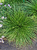 SCIRPUS CERNUUS,  SYN. ISOLEPIS CERNUA,  FIBER OPTIC GRASS