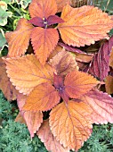 COLEUS SEDONA,  COLEUS BLUMEI HYBRID