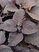 COLEUS BLACK PRINCE
