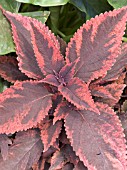 COLEUS RELIGIOUS RADISH,  COLEUS BLUMEI HYBRID