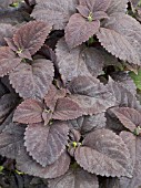 COLEUS BLACK PRINCE,  COLEUS BLUMEI HYBRID