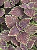 COLEUS VELVET LIME,  COLEUS BLUMEI HYBRID