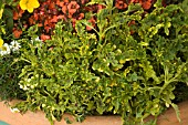 COLEUS COLEUSAURUS KIWI, (SYN. SOLENOSTEMON COLEUSAURUS KIWI)