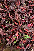 COLEUS NUCLEAR FUSION, (SYN. SOLENOSTEMON SCUTELLARIODES NUCLEAR FUSION)