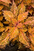 COLEUS SUNSET STRIP, (SYN. SOLENOSTEMON SCUTELLARIODES SUNSET STRIP)