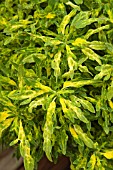 COLEUS SNAZZY (SYN. SOLENOSTEMON SCUTELLARIODES SNAZZY)