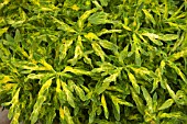 COLEUS SNAZZY, (SYN. SOLENOSTEMON SCUTELLARIODES SNAZZY)