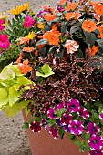 PETUNIA CASCADIAS BICOLOR CABERNET, SOLENOSTEMON SCUTTELOIDES STAINED GLASSWORKS KIWI FERN, IMPATIENS, ORNAMENTAL SWEET POTATO, IN MIXED POT