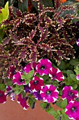 PETUNIA CASCADIAS BICOLOR CABERNET, SOLENOSTEMON SCUTTELOIDES STAINED GLASSWORKS KIWI FERN