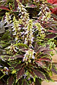 SOLENOSTEMON SCUTELLARIOIDES STAINED GLASSWORKS OOMPAH