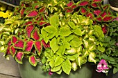COLEUS VERSA WATERMELON AND COLEUS VERSA LIME AND COLEUS VERSA GREEN HALO
