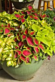 COLEUS VERSA WATERMELON AND COLEUS VERSA LIME AND COLEUS VERSA GREEN HALO