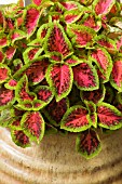 SOLENOSTEMON VERSA WATERMELON, (COLEUS VERSA WATERMELON)