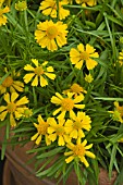 HELENIUM AMARUM FANTASTIC FLOWERS DAKOTA GOLD