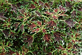 COLEUS WISLEY TAPESTRY