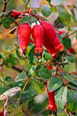 ROSE HIPS