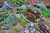 ALPINE SCREE BED RHS HARLOW CARR