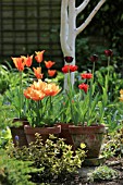 TULIPA QUEEN OF THE NIGHT  BALLERINA AND FREEMAN IN TERRACOTTA POTS