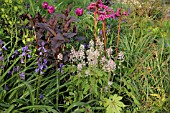 TIARELLA IRON CROSS  LYSIMACHIA FIRECRACKER AND BERGENIA EROICA