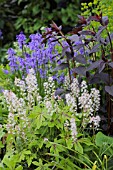 TIARELLA IRON CROSS  LYSIMACHIA FIRECRACKER AND HYACINTHOIDES HISPANICA