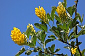 CYTISUS BATTANDIERI