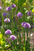 ALLIUM SCHOENOPRASUM (CHIVES)