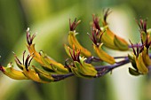 PHORMIUM SEED HEADS