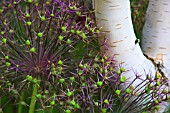 ALLIUM CRISTOPHII AND BETULA JACQUEMONTII