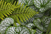 BRUNNERA JACK FROST WITH FERN