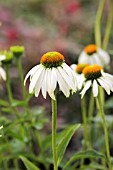 ECHINACEA WHITE SWAN