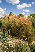 CALAMAGROSTIS KARL FOERSTER